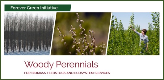 woody perennials photo banner from summary document